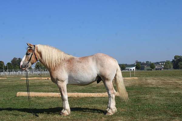 athletic-belgian-horse