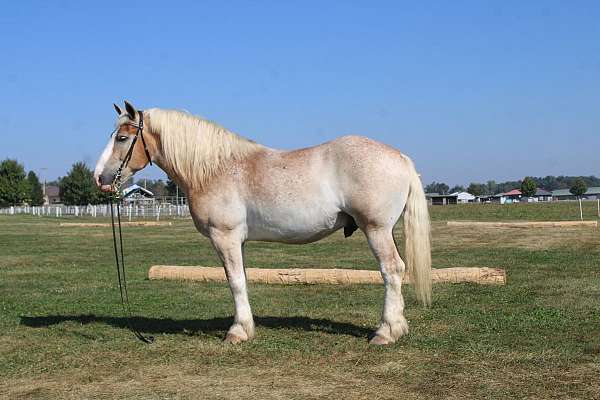 beginner-belgian-horse