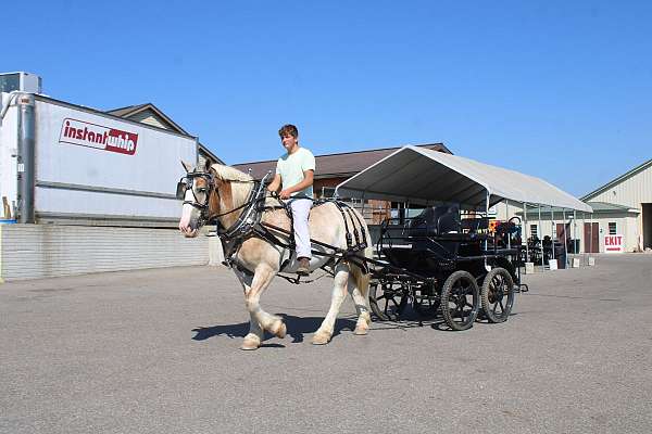 draft-belgian-horse