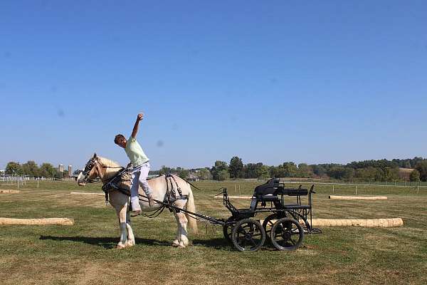 driving-belgian-horse