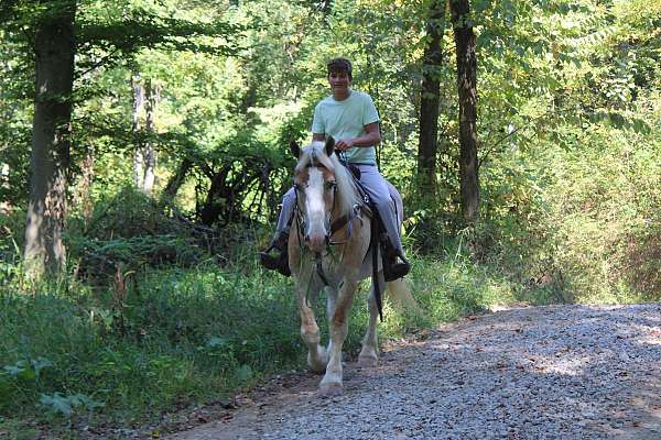 flashy-belgian-horse