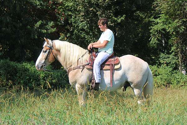 husband-safe-belgian-horse