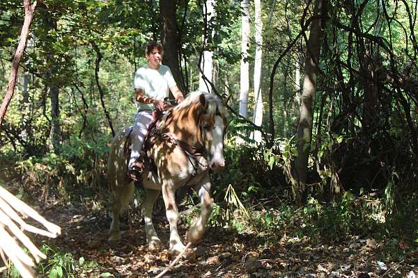 kid-safe-belgian-horse