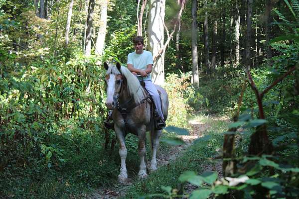 parade-belgian-horse