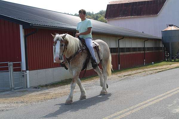 show-belgian-horse
