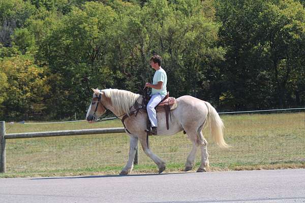 team-driving-belgian-horse
