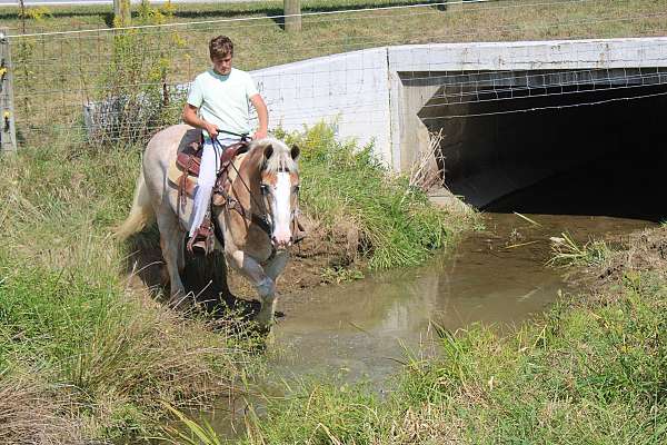 trail-belgian-horse