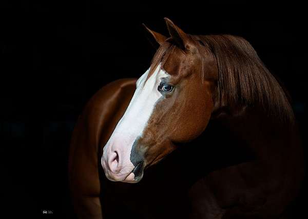 calf-roping-quarter-horse