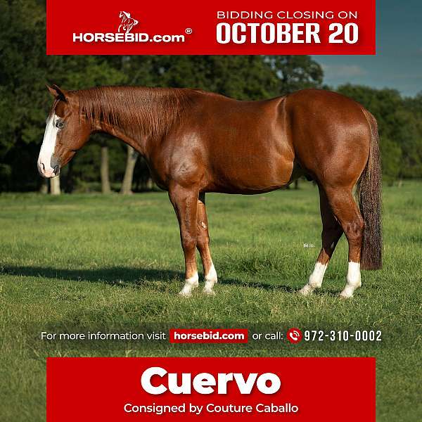all-around-quarter-horse