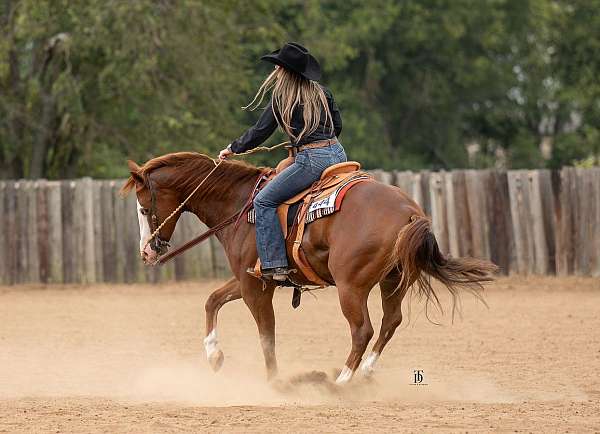 husband-safe-quarter-horse