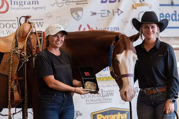 reining-quarter-horse