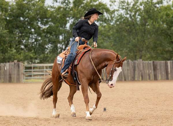 roping-quarter-horse