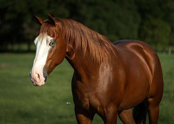 ranch-versatility-quarter-horse