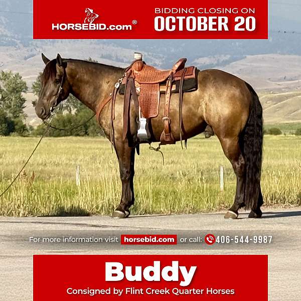 all-around-draft-horse