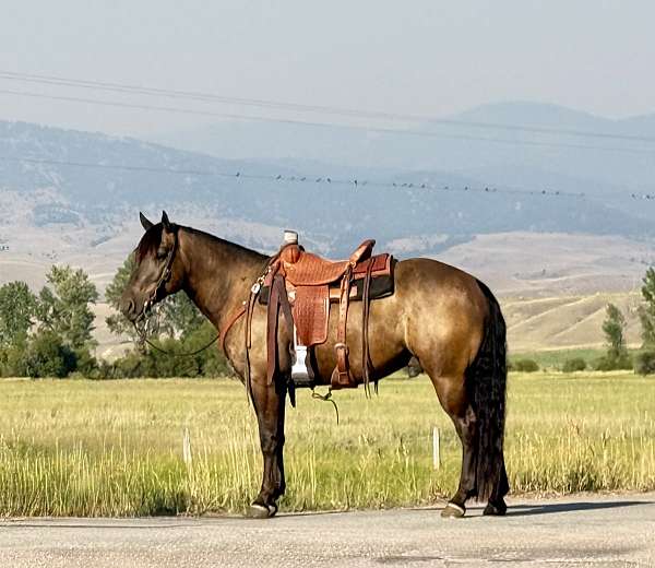 athletic-draft-horse