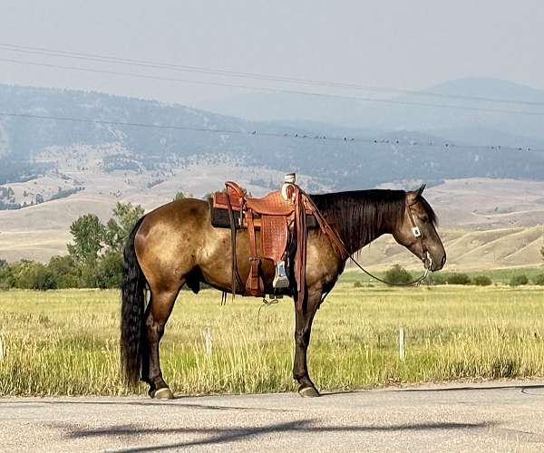 cross-draft-horse
