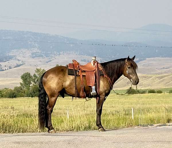 draft-horse