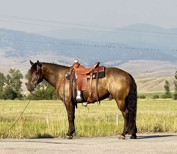 flashy-draft-horse