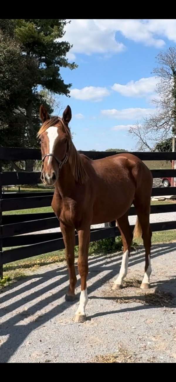 dressage-oldenburg-horse