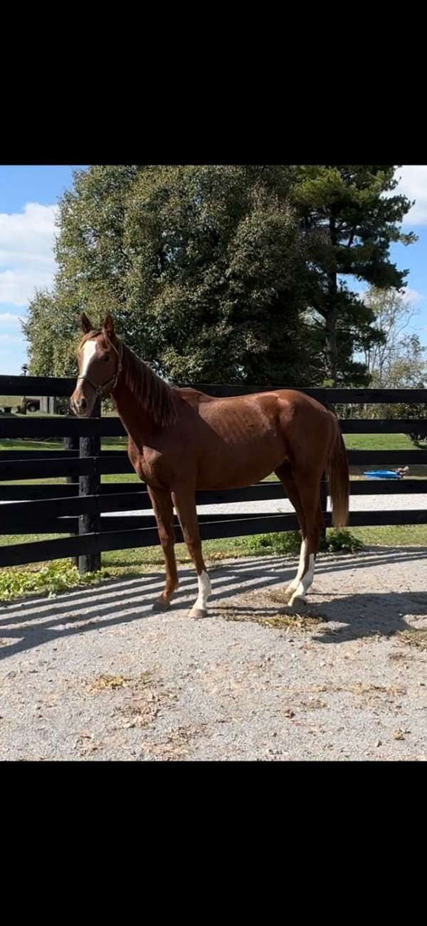 liver-chestnut-oldna-colt