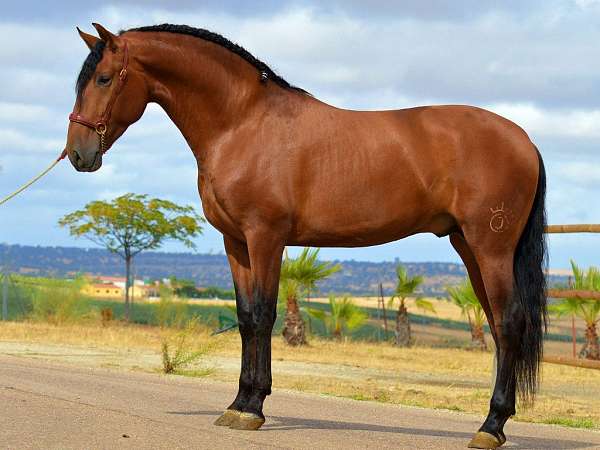 andalusian-horse