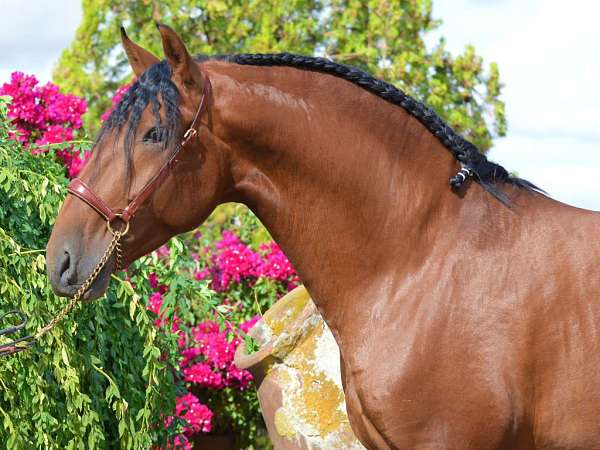 bay-andalusian-horse
