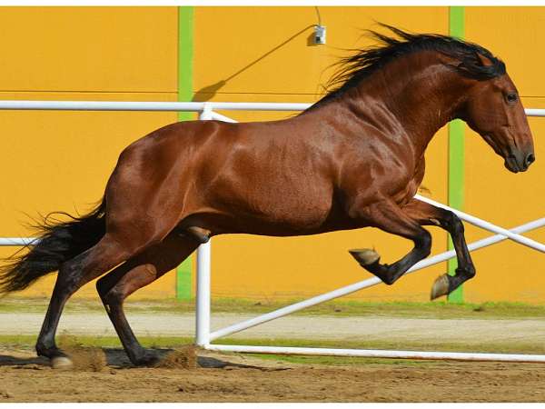 stallion-andalusian-horse