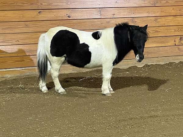 black-overo-therapy-horse