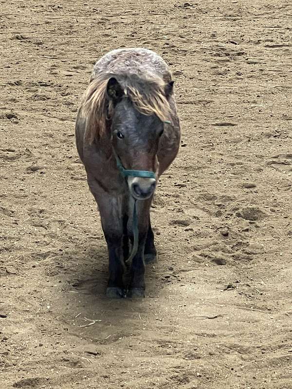 7-hand-red-roan-horse