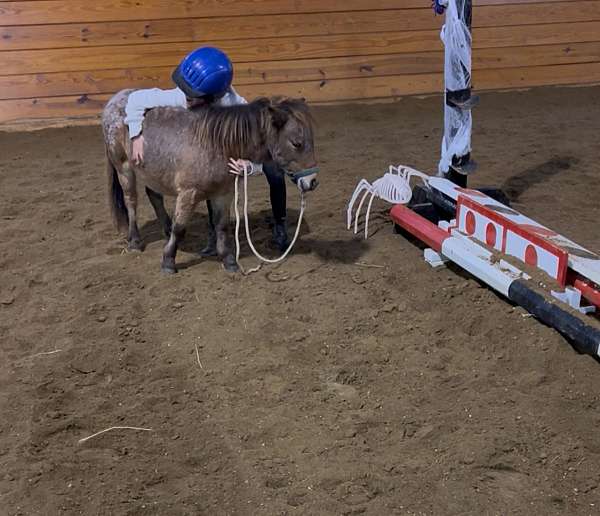 lesson-therapy-horse
