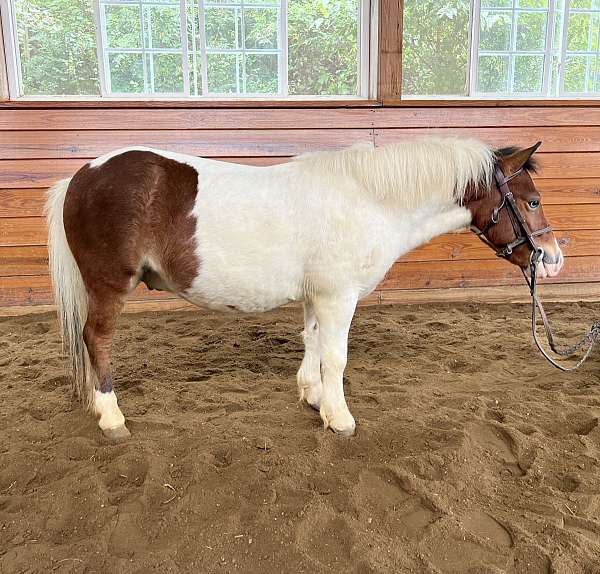 pinto-therapy-horse