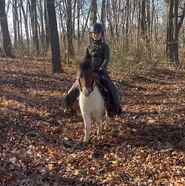 camp-miniature-horse