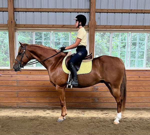 all-around-appendix-horse