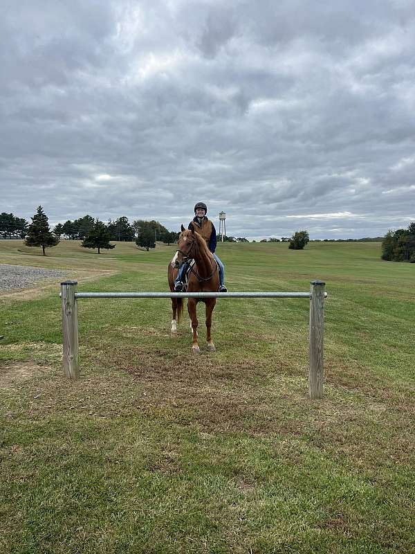 bug-appendix-horse