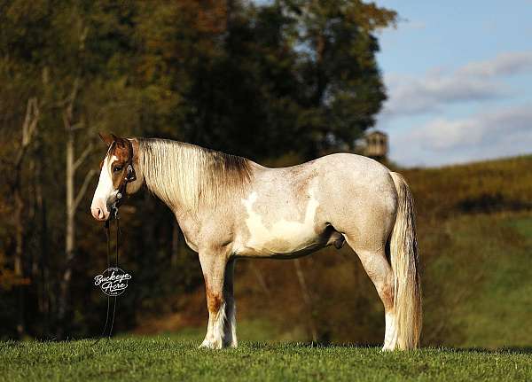 all-around-draft-horse