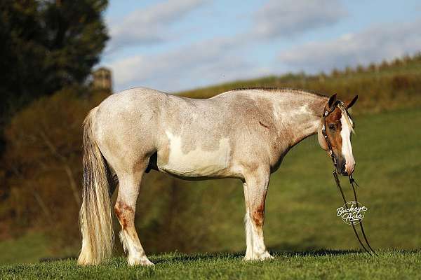 white-blaze-socks-horse