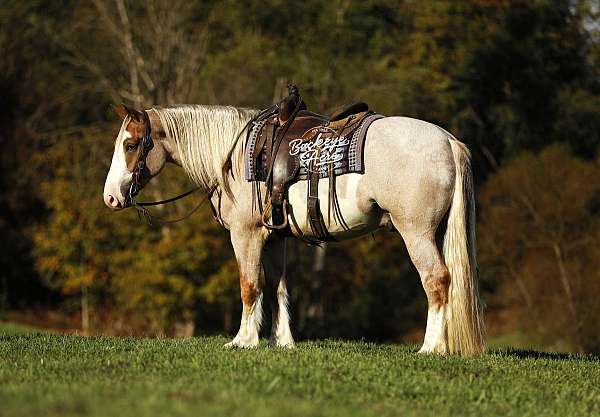 athletic-draft-horse