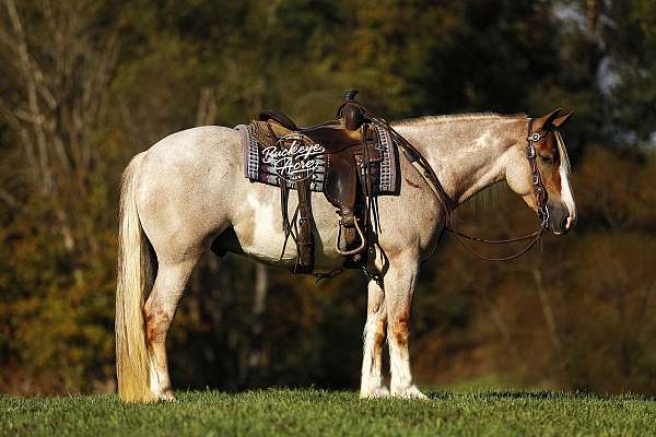beginner-draft-horse