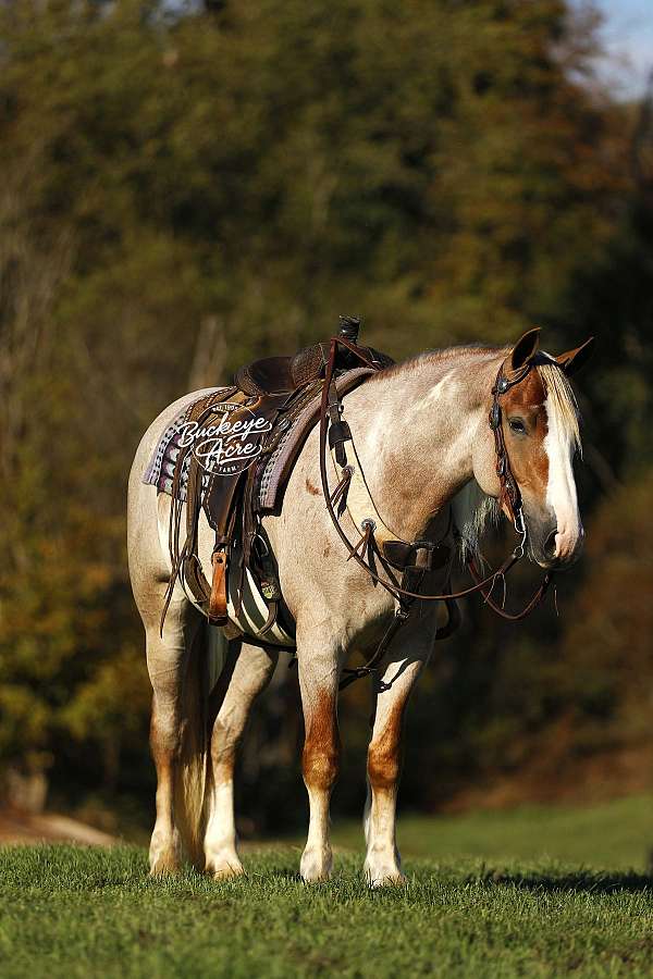 companion-draft-horse