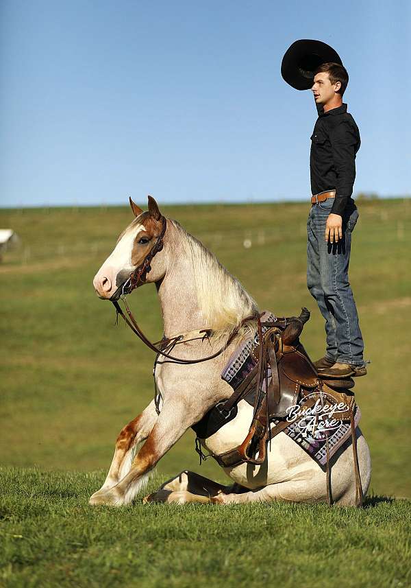 driving-draft-horse