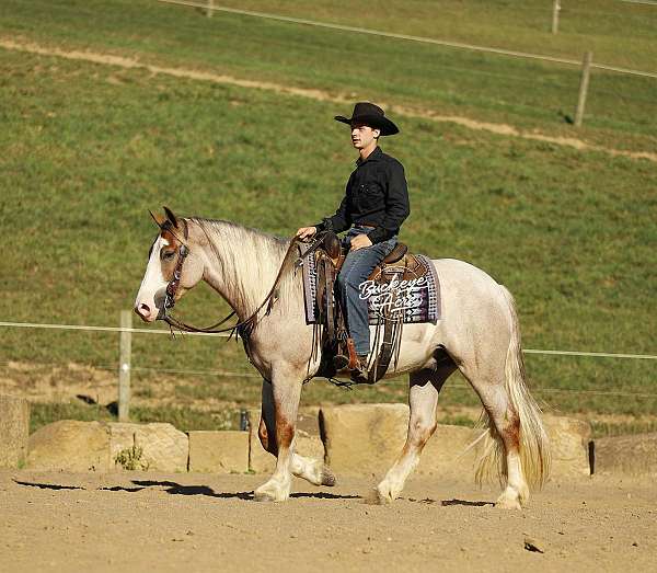 harness-draft-horse