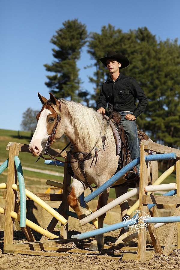 husband-safe-draft-horse