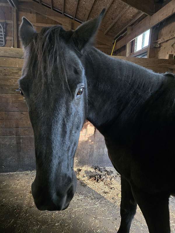 brown-trail-riding-western-riding-horse