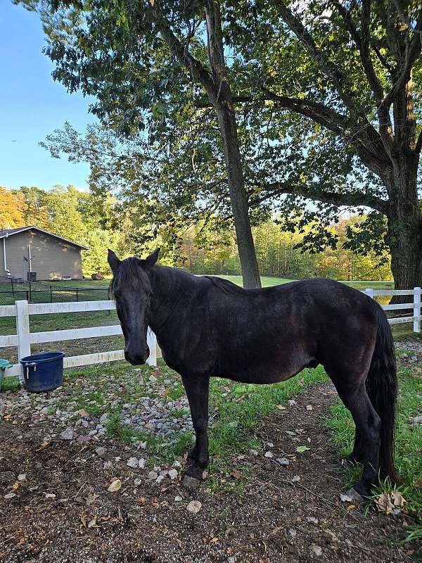 trail-riding-western-riding-tennessee-walking-horse