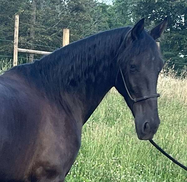 all-around-trail-riding-tennessee-walking-horse