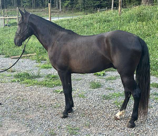black-tennessee-walking-gelding