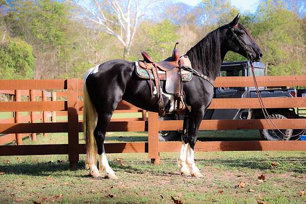 black-team-d-horse