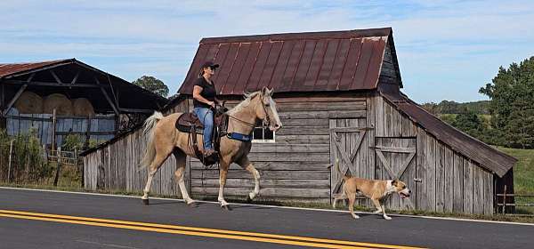 see-pictures-horse