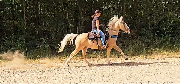 palomino-see-pictures-horse