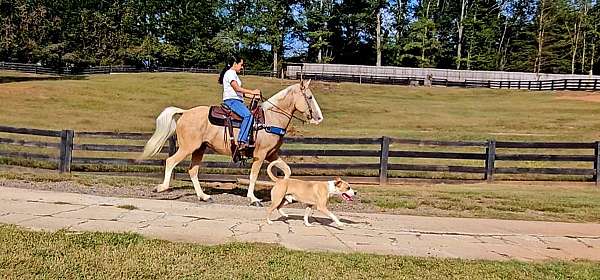 gaited-horse-kentucky-mountain